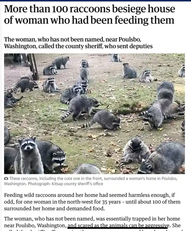 A newspaper clipping shows a large group of raccoons gathered around a house, with the headline stating 'More than 100…
