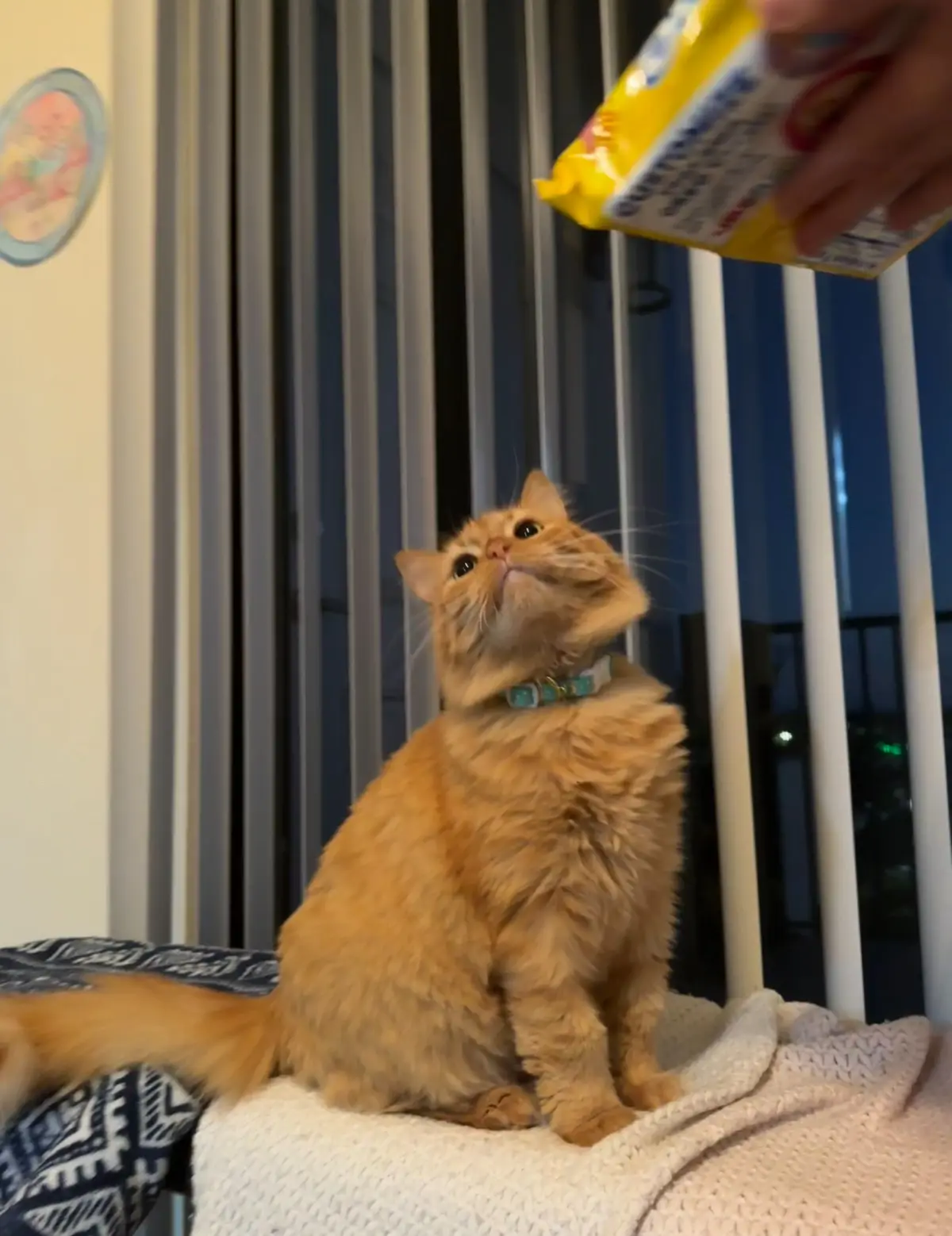A fluffy orange cat sits on a blanket, looking up with wide eyes at a yellow package being held above it by a human hand…