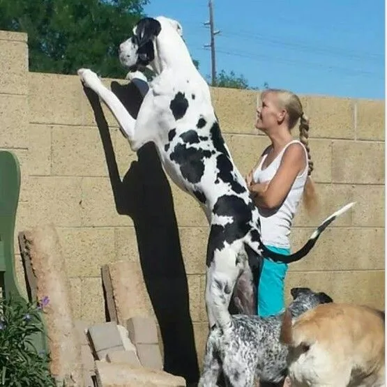 A very large Great Dane stands on its hind legs, front paws resting on a beige brick wall, casting a long shadow. Beside it…
