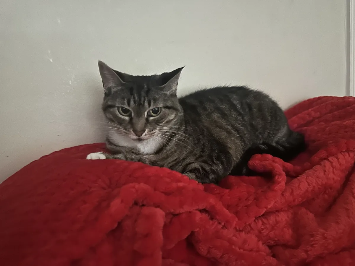 A gray tabby cat with a white chest and paws is lying on a bright red, fluffy blanket against a plain white wall. The cat…