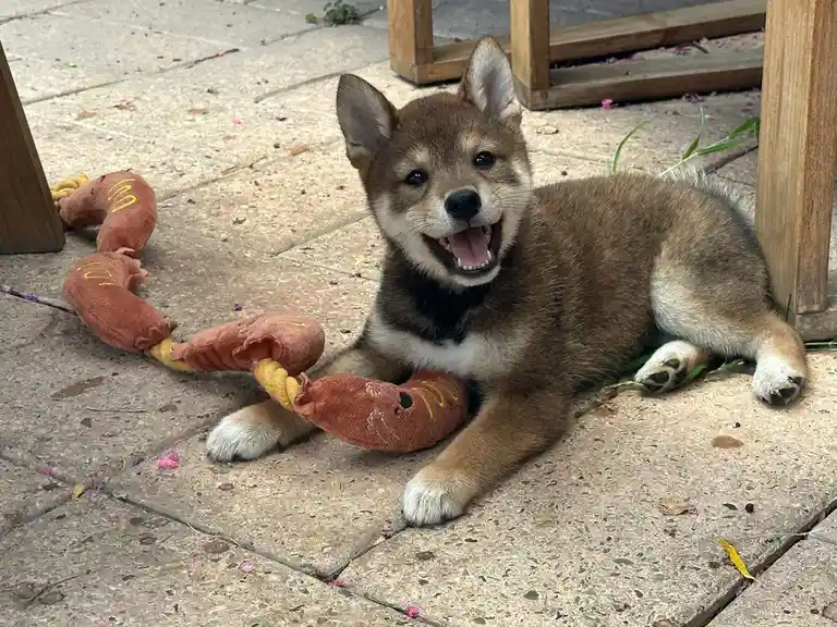 A happy brown and white puppy with perky ears lies on a stone patio, playfully holding a long, sausage-shaped plush toy with…