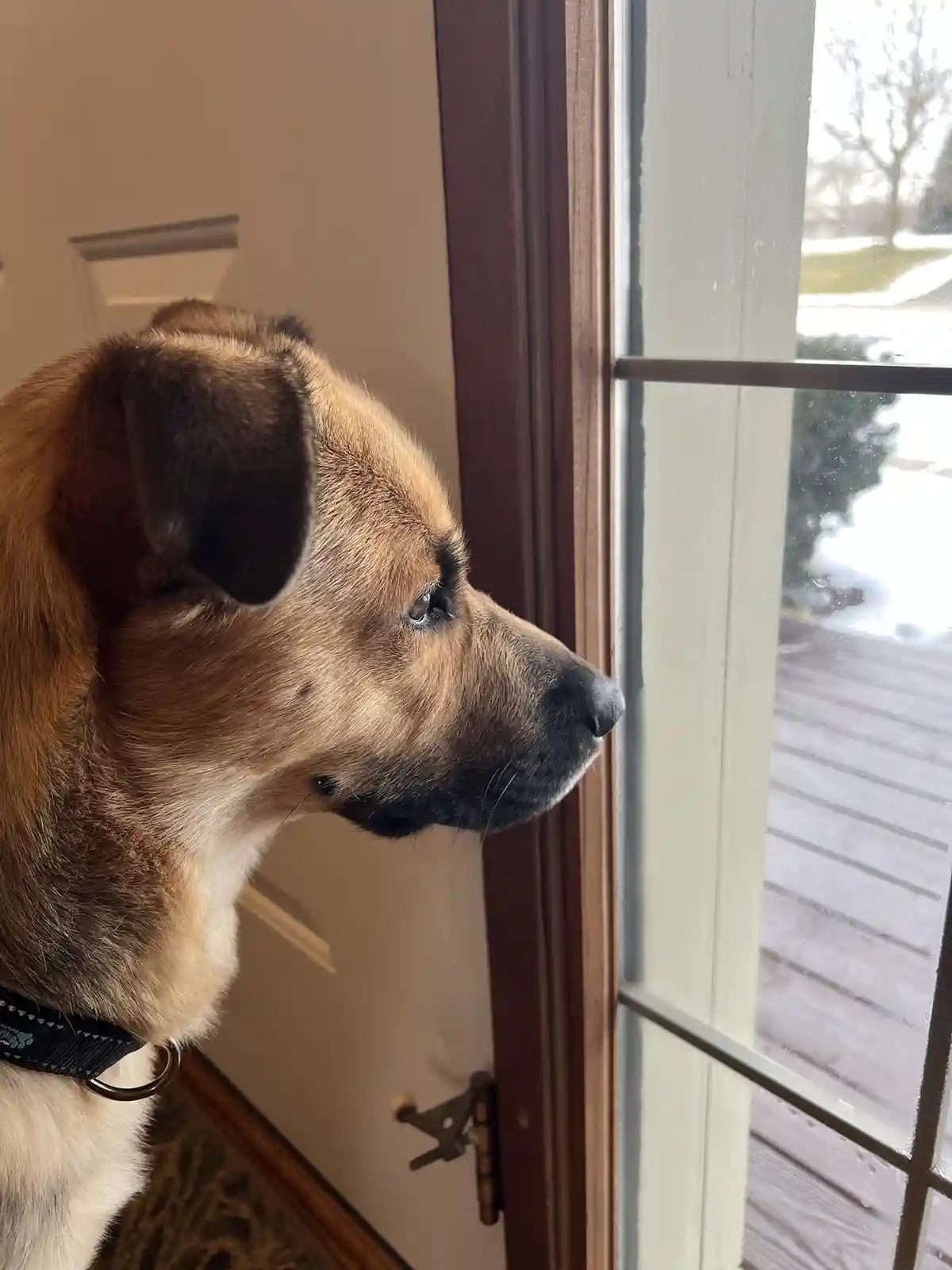 A brown and white dog with floppy ears stares intently out a glass door at a snowy outdoor scene. The dog wears a black…