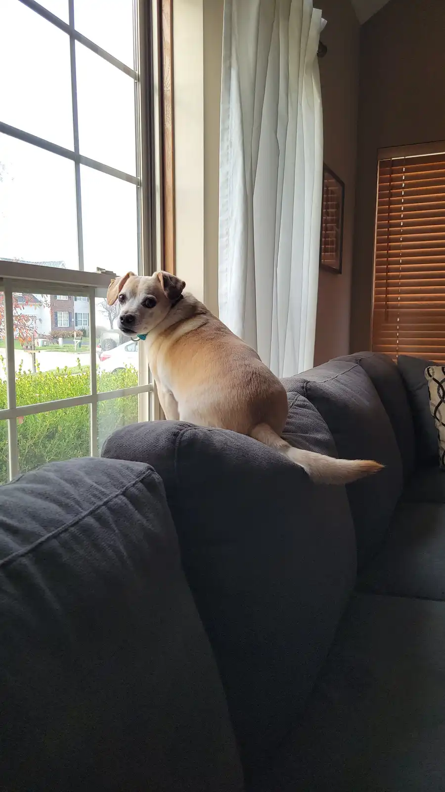 A light brown and white dog sits perched on the backrest of a dark gray couch, looking out a large window with a serious…