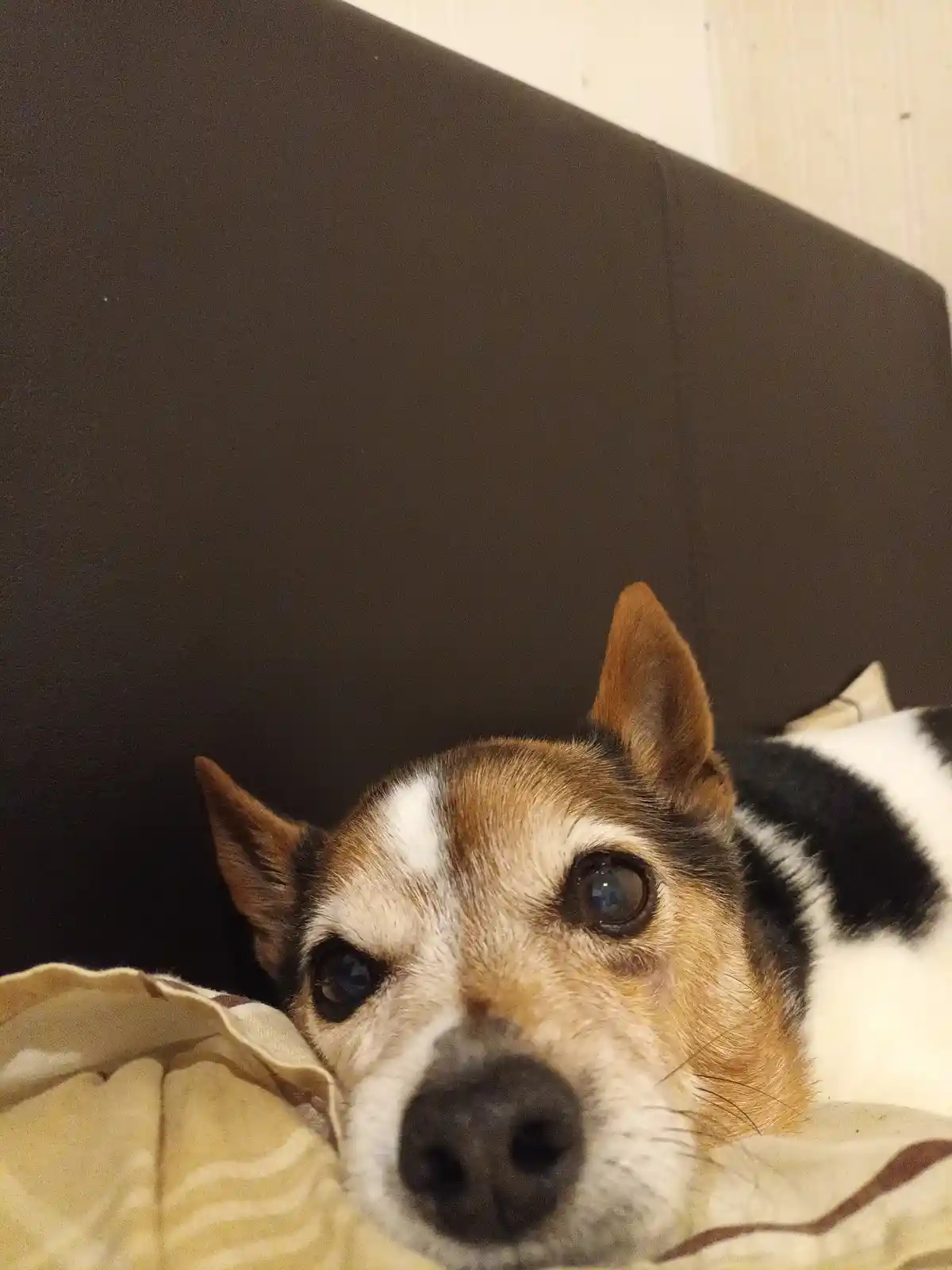 A close-up photo of a small dog with brown, white, and black fur lying on a bed, looking directly at the camera with large…