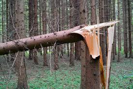 A tree in a forest has been cleanly cut through its trunk, with wood fibers hanging down like a curtain, suggesting it was…