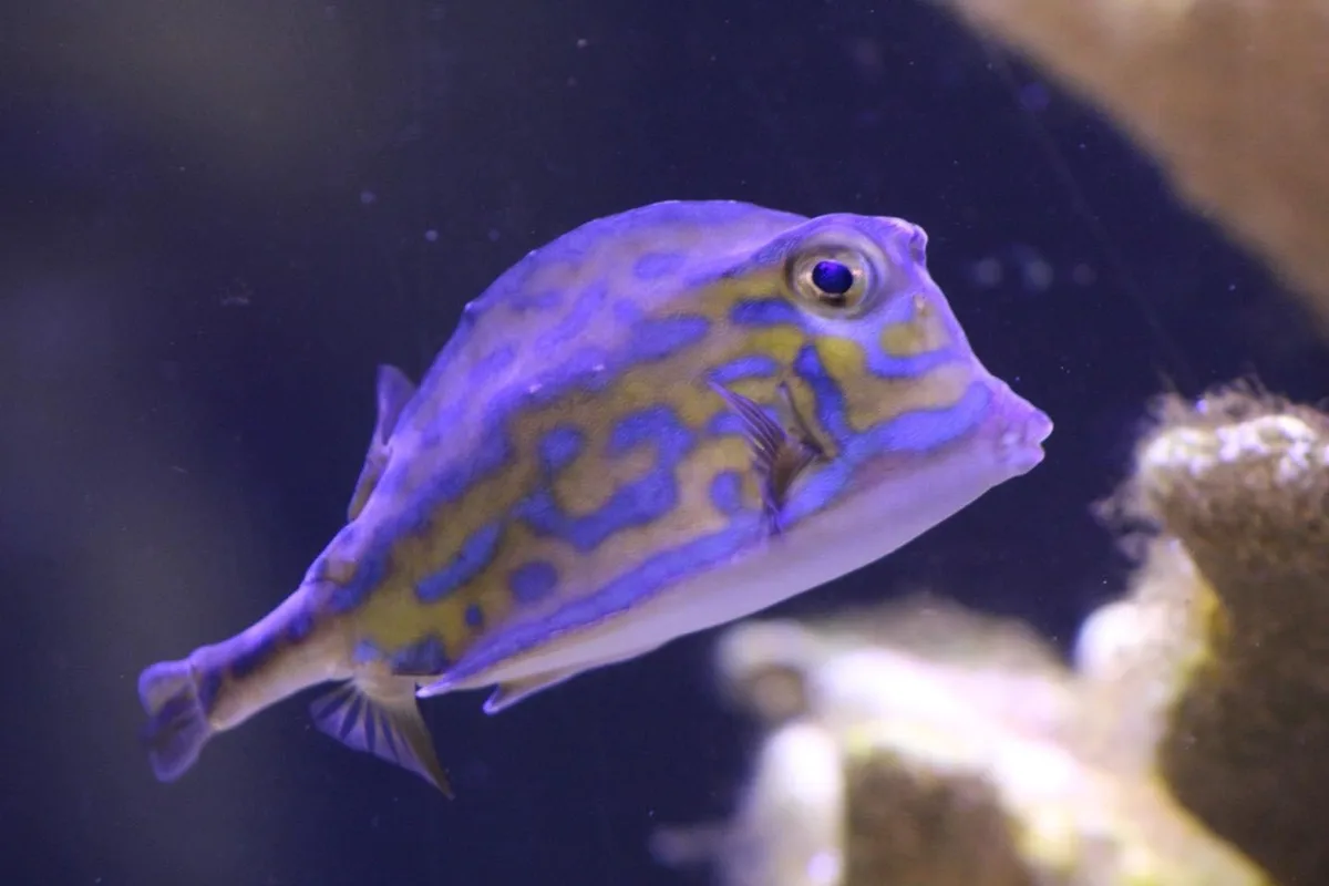 Just a Fish: The Underwater Wonder