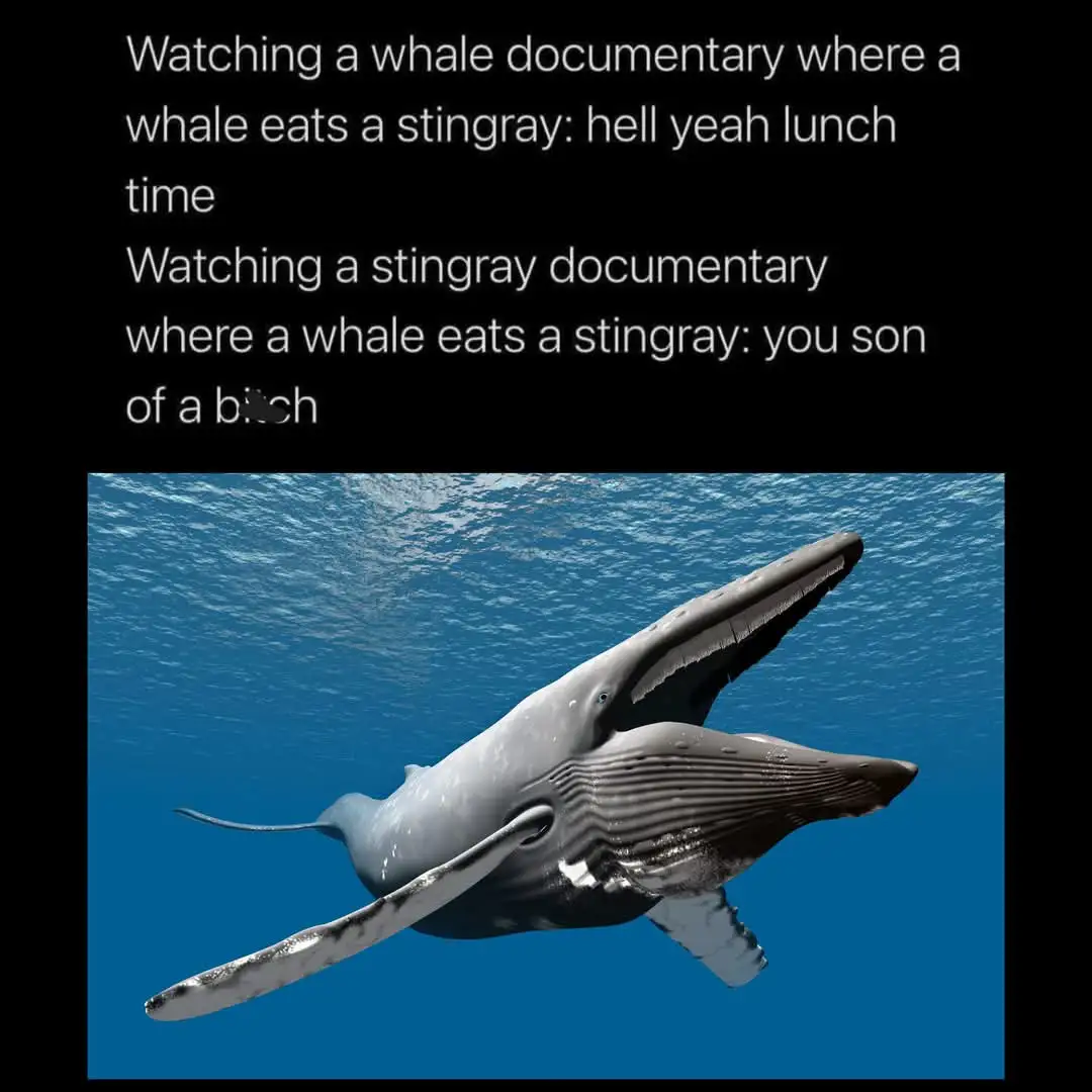 An underwater image shows a large whale with its mouth open, seemingly consuming a stingray. The image is overlaid with…