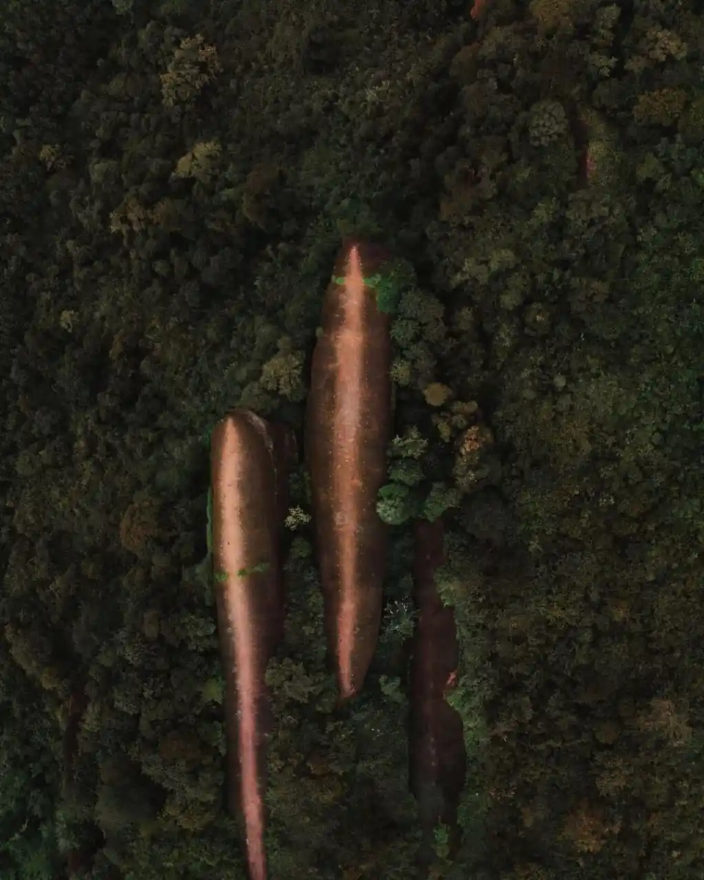 An aerial drone photo shows three large, elongated, copper-colored rock formations rising vertically from a dense green…