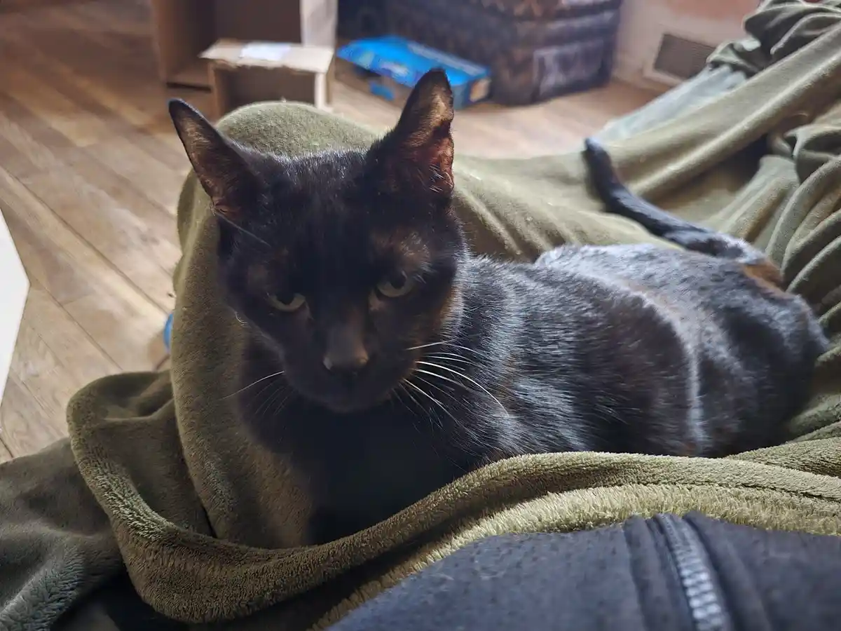 A black cat with green eyes is lounging on a green blanket draped over someone's lap, looking directly at the camera with a…