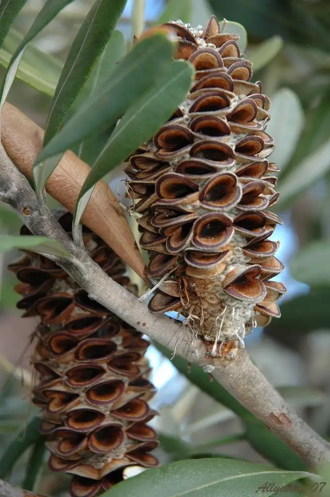 A close-up photo shows two brown, cone-shaped flower structures with layered, cup-like segments attached to a tree branch…