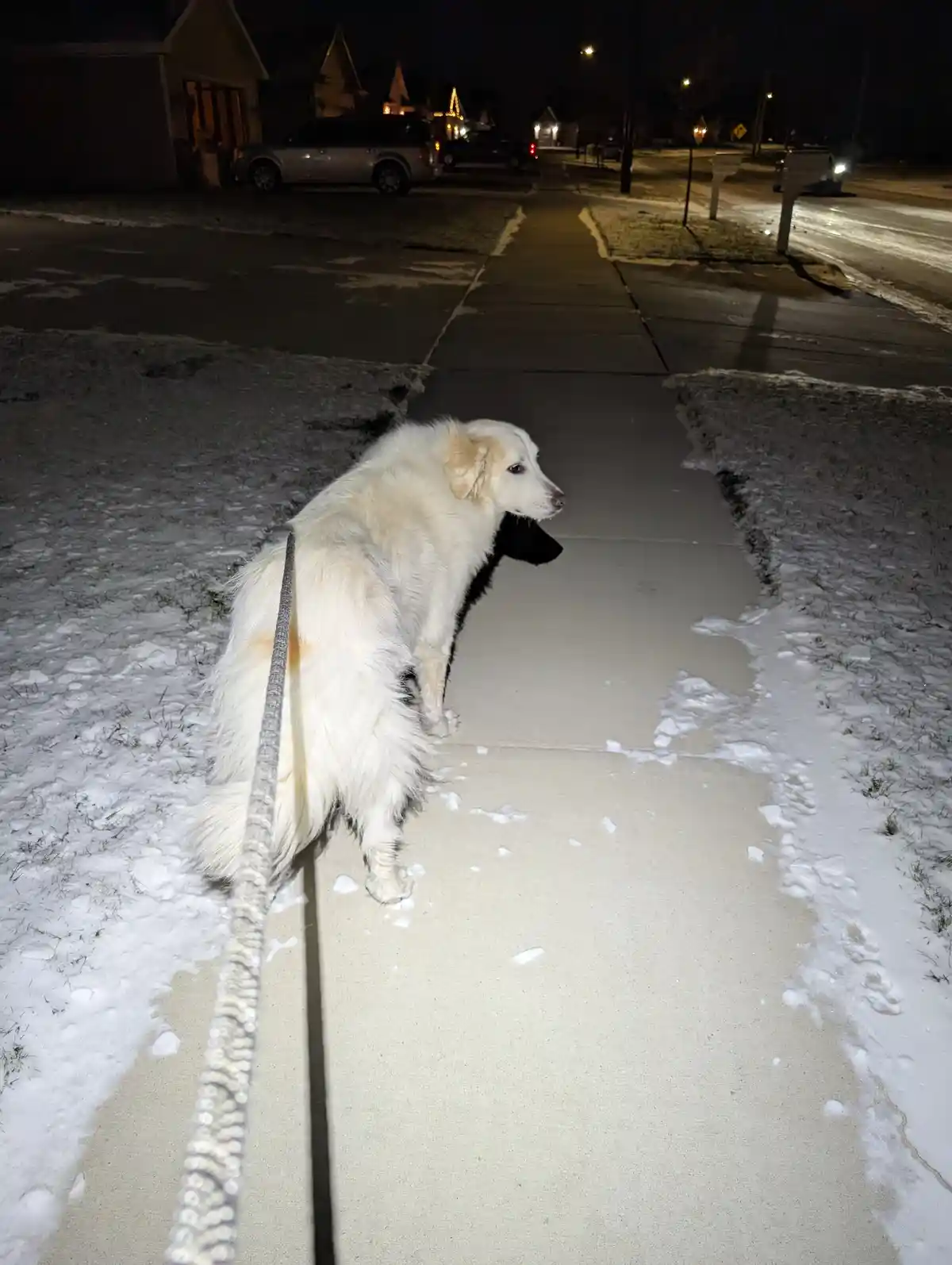 A fluffy white dog on a leash stands still on a snow-dusted sidewalk at night, looking off to the side. The overlaid text…