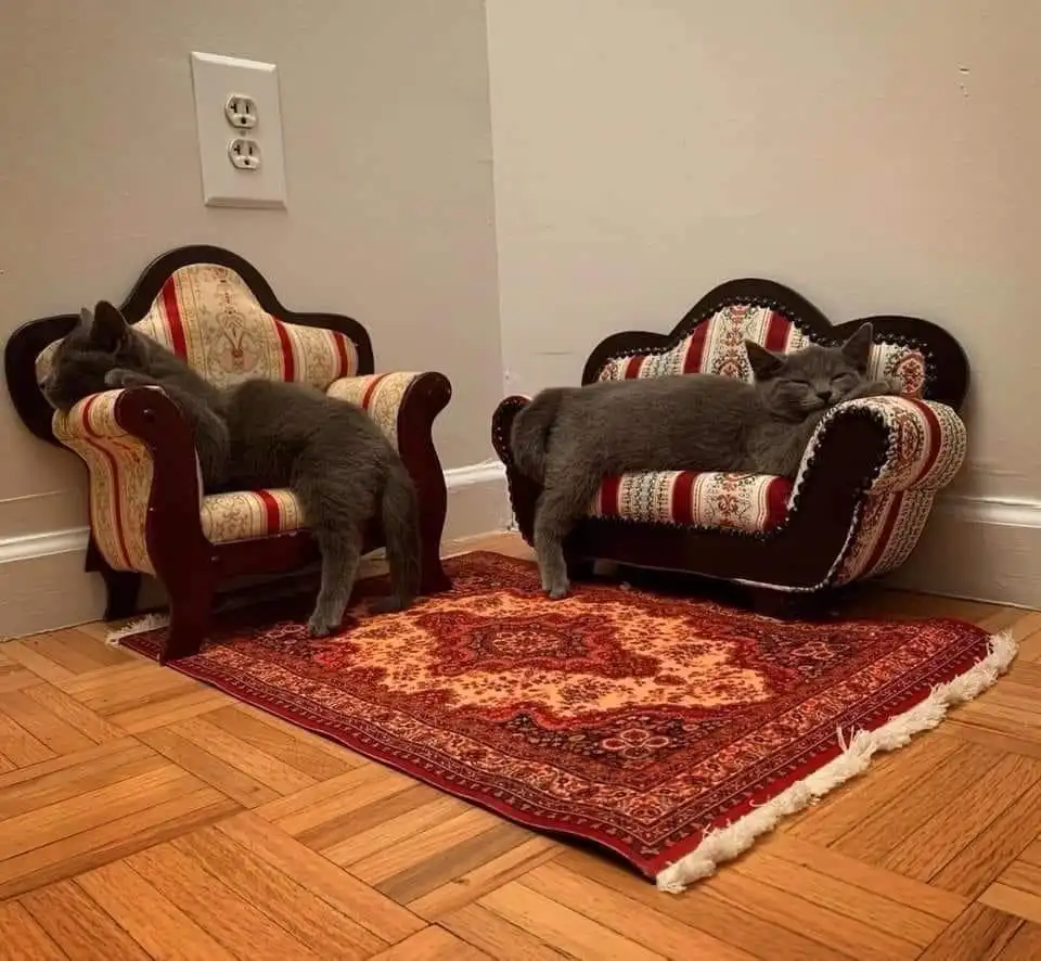 Two gray cats are positioned in miniature, ornate armchairs placed on a patterned rug against a wall. One cat on the left is…