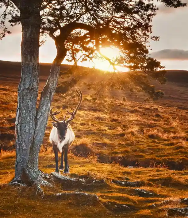 A majestic reindeer stands in a golden, sun-drenched field beside a large tree, with the sun setting behind its branches…