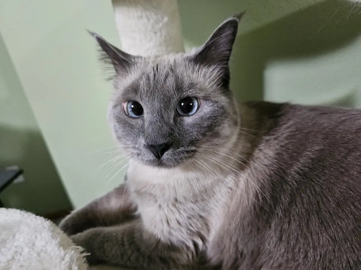 A close-up photo of a grey cat with striking blue eyes and a white chest, sitting on a cat tree and looking directly at the…