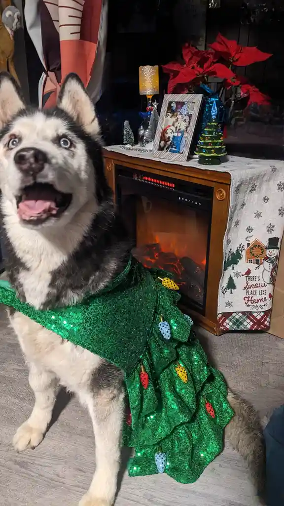 A husky dog with blue eyes and black-and-white fur wears a sparkly green dress decorated with colorful Christmas lights…
