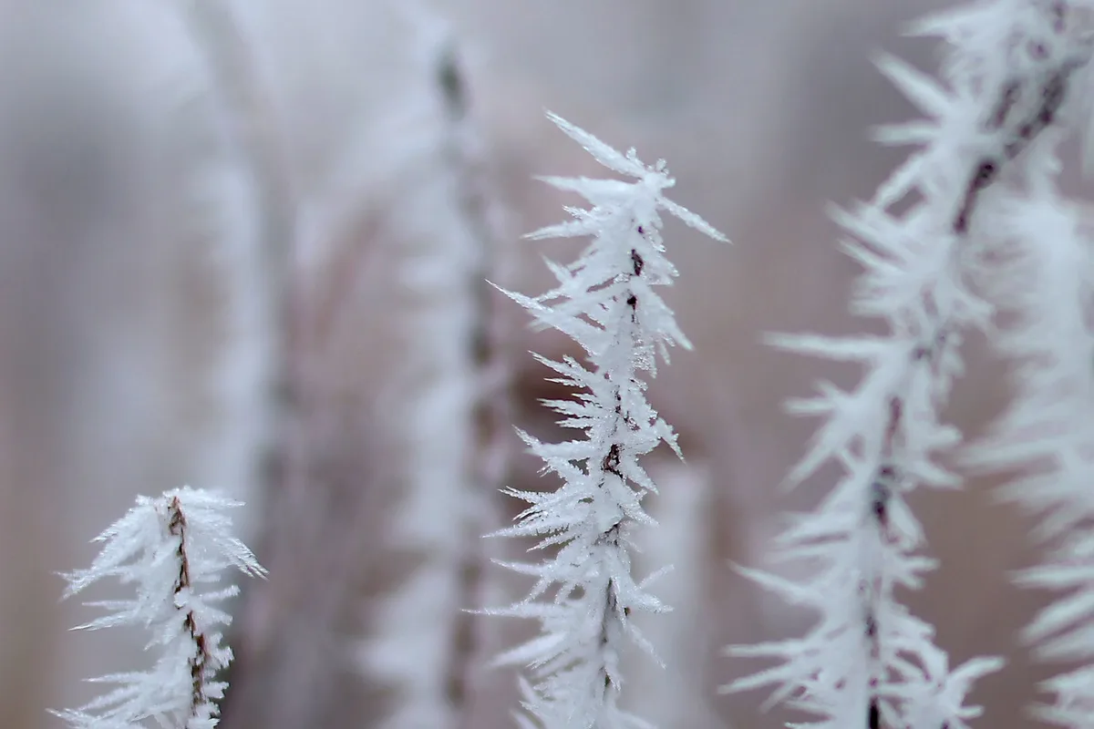 A close-up photograph of delicate, intricate frost formations resembling snowflakes clinging to thin plant stems against a…