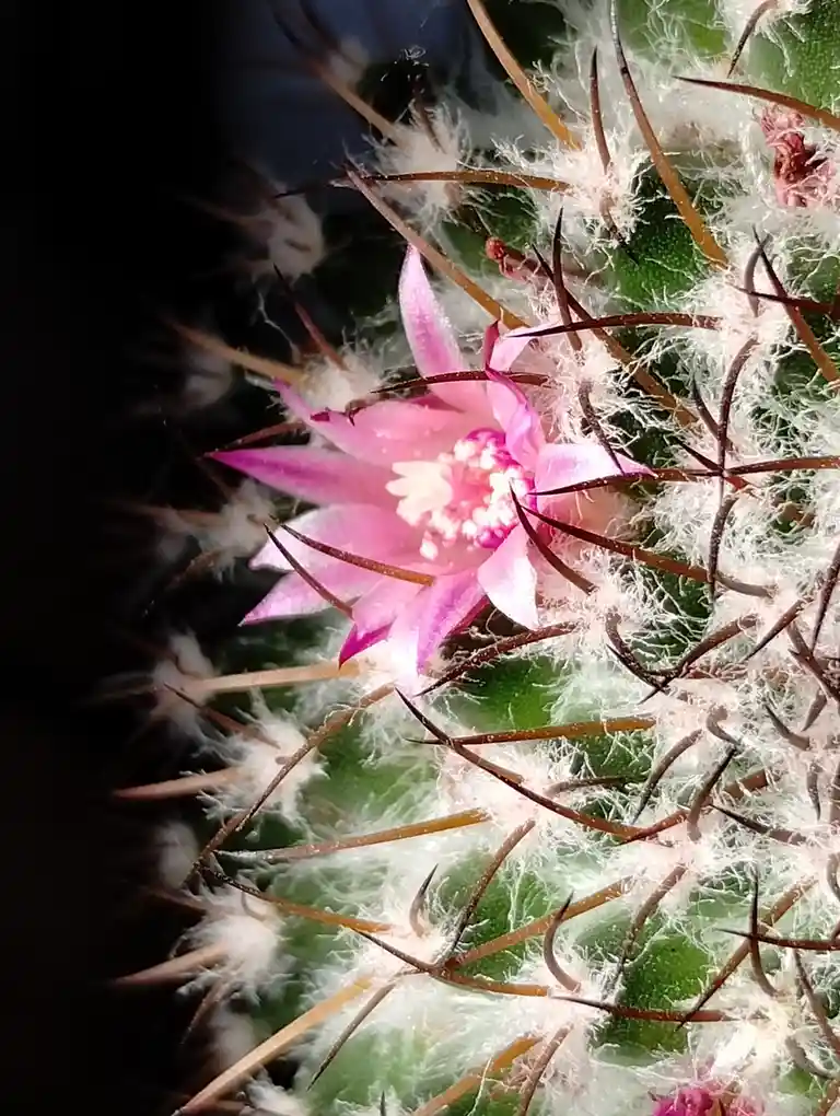A close-up photo shows a pink flower blooming on a green cactus covered in white, fuzzy hairs and sharp brown spines, with…