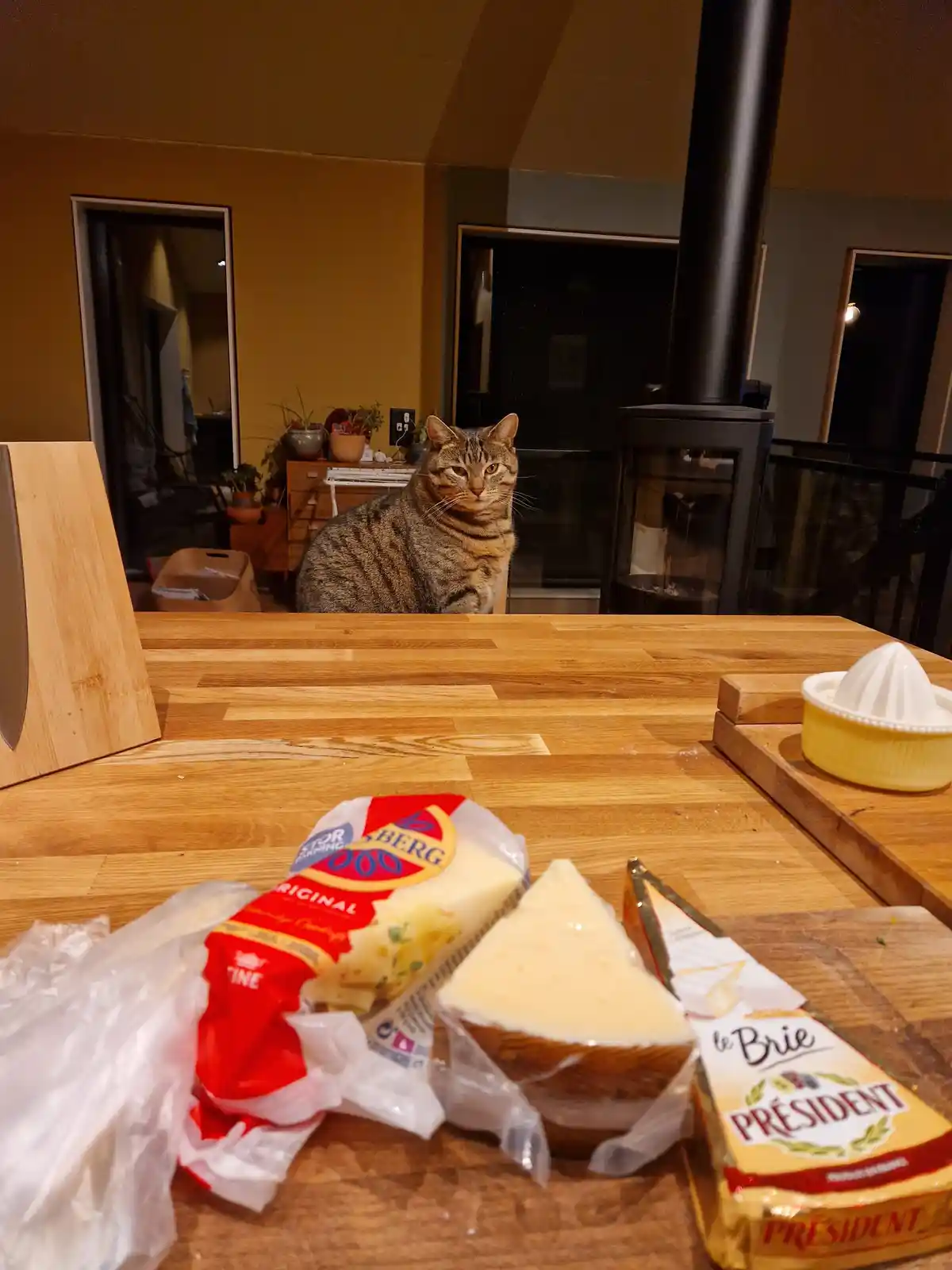Fuzz Aldrin caught me sneaking some cheese!