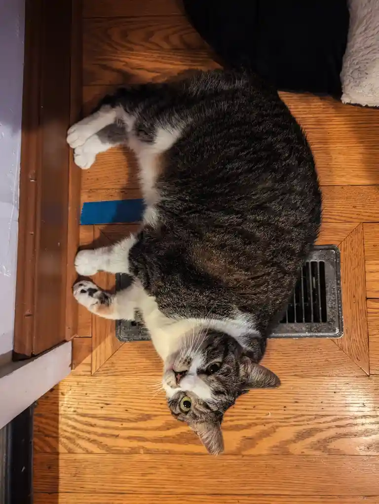 The Cat Who Loves to Lounge by the Heater Vent