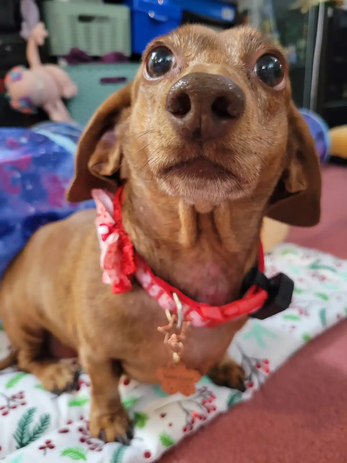 A close-up of a brown dachshund with large, glossy eyes looking upward, wearing a red and white patterned collar with a tag…