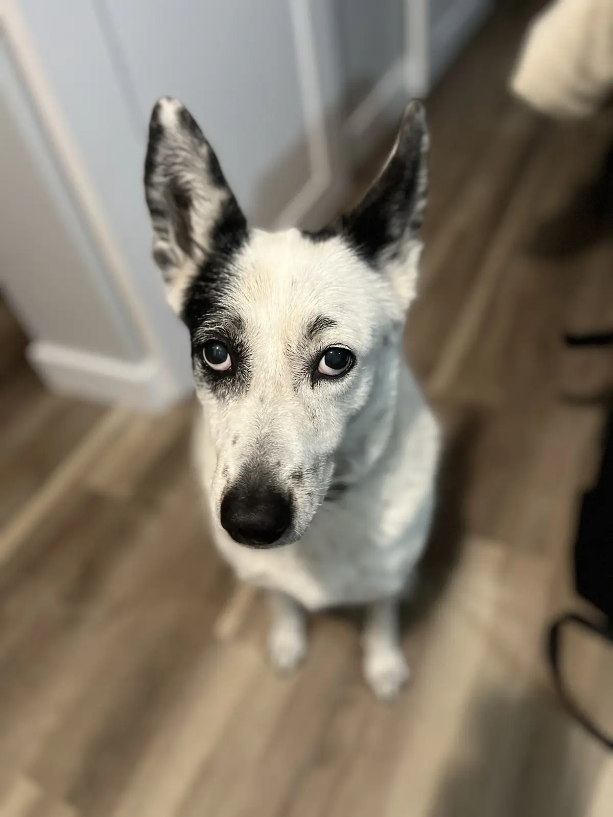 A close-up, high-angle shot of a black-and-white dog with alert ears and wide, pleading eyes looking up at the camera. The…