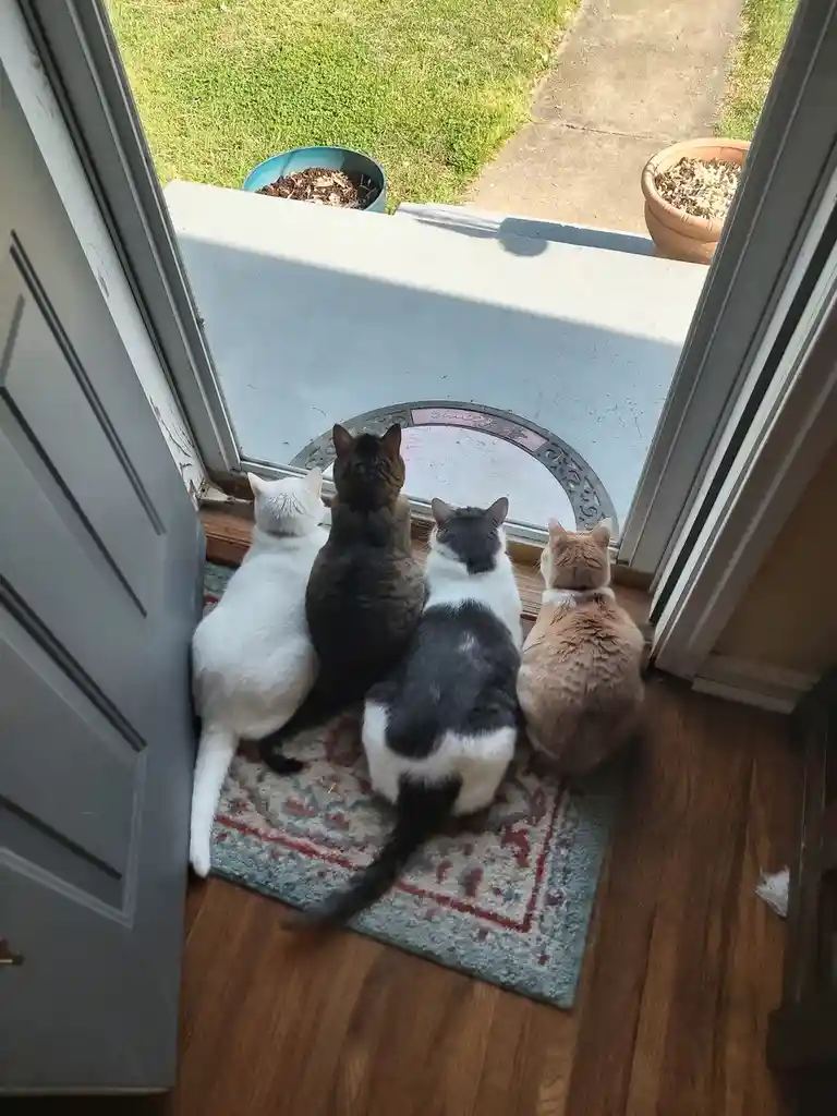 Four cats are sitting in a row on a patterned doormat, all facing outward through an open front door toward a grassy yard…