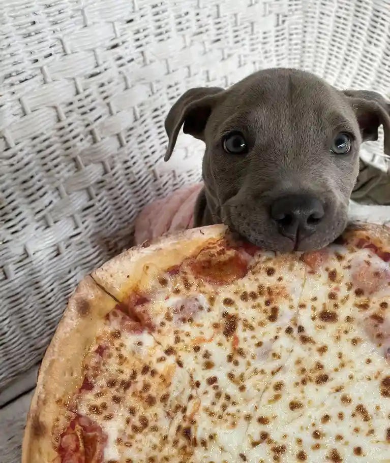 A close-up photo shows a gray puppy with large, expressive eyes resting its head on a slice of cheese pizza. The puppy is…