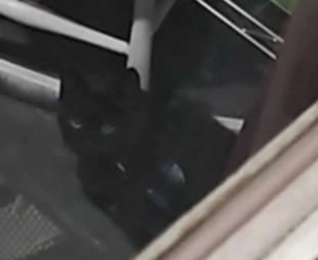 A blurry, low-resolution image shows a black cat sitting on a dark surface, possibly a windowsill or floor, with indistinct…