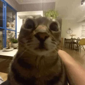 A close-up photo of a tabby cat with wide, startled eyes looking directly at the camera, while a human hand gently strokes…
