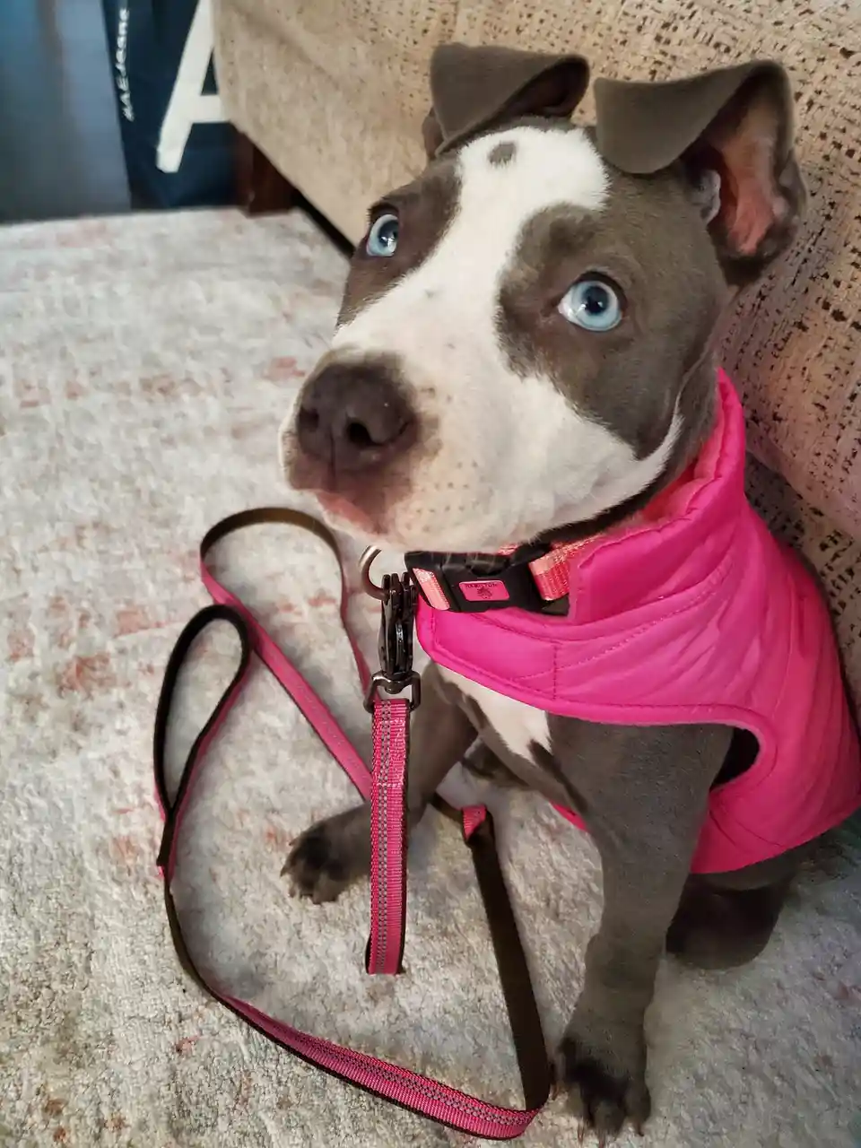A blue-eyed, gray and white puppy wearing a bright pink vest and attached leash sits on a patterned carpet, looking up with…
