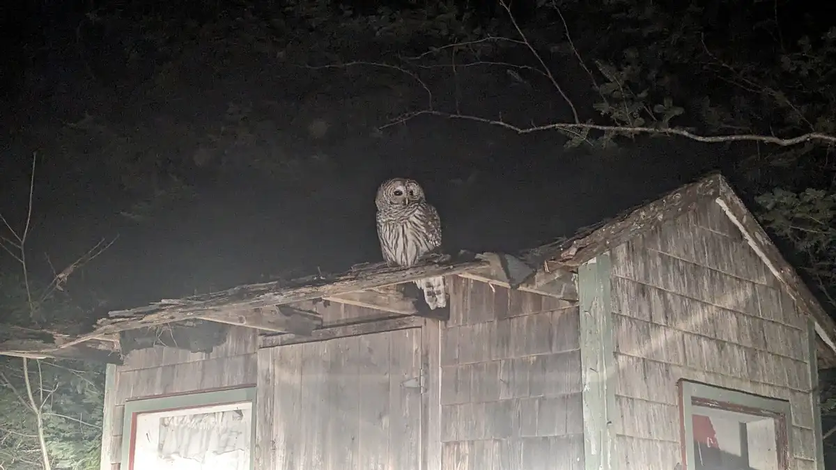 A barred owl perches on the broken, weathered roof of a rustic wooden shed at night, surrounded by dark trees. The image is…