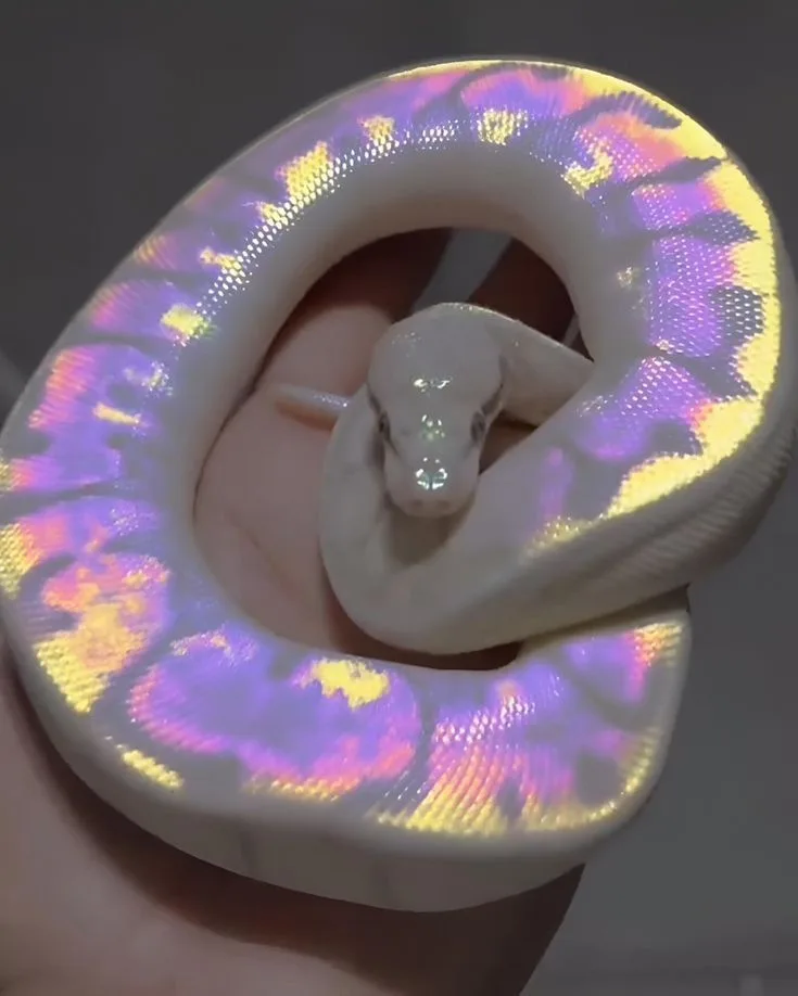 A white snake with iridescent, rainbow-colored scales is coiled in a circle around a person's hand, looking directly at the…