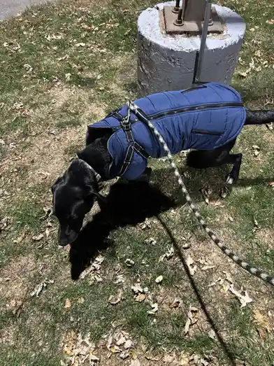 My dog is convinced he looks ridiculous in his new jacket