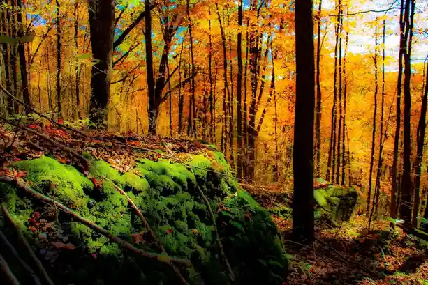 A vibrant autumn forest scene with tall trees displaying golden-yellow leaves under a blue sky, featuring a large…
