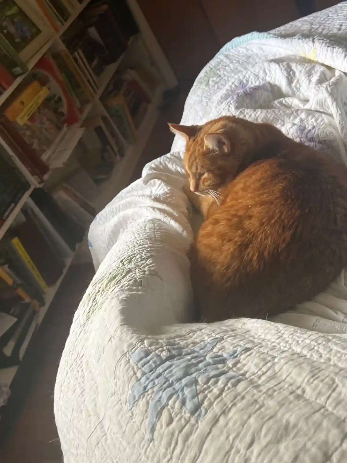 A ginger cat is curled up and sleeping soundly on a white quilted bedspread with blue star patterns. In the background, a…