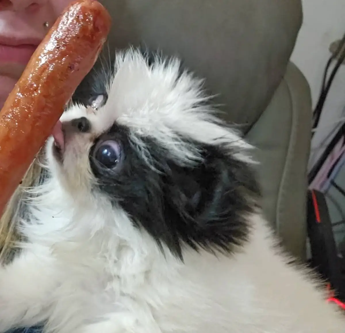 A small black-and-white fluffy dog with wide, startled eyes looks up at a large, shiny sausage being held near its face. A…