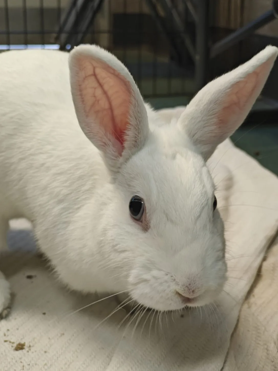 A close-up photo of a white rabbit with large, upright ears and dark eyes, looking directly at the camera. The rabbit is…