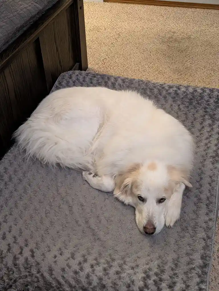 A fluffy white dog with a slightly sad expression lies curled up on a grey textured dog bed, positioned next to a dark…