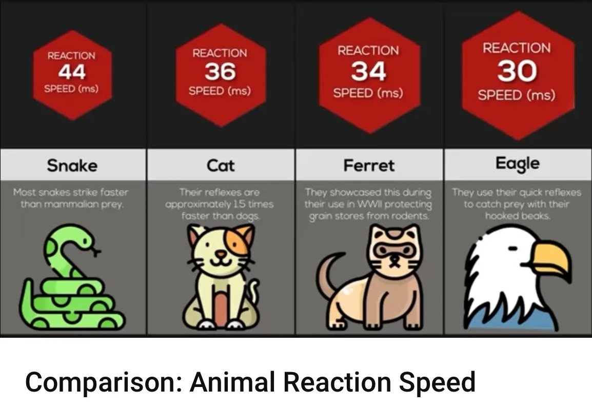 An infographic comparing animal reaction speeds, showing snakes (44 ms), cats (36 ms), ferrets (34 ms), and eagles (30 ms)…