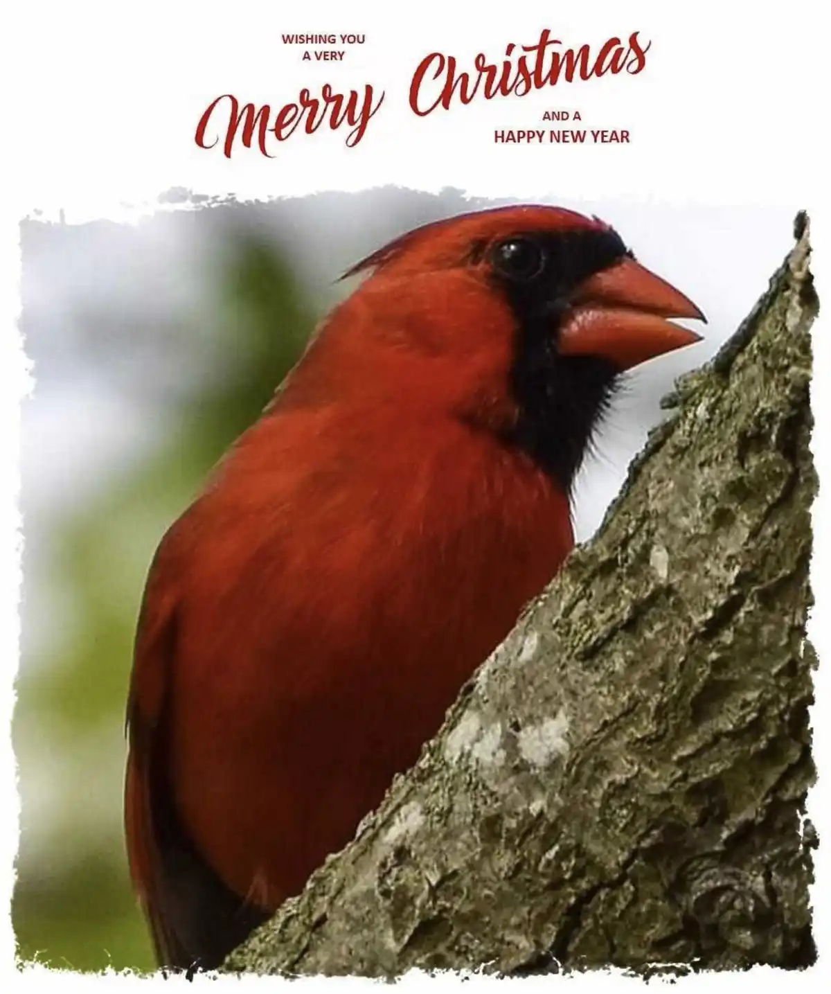 A red male cardinal perched on a tree branch, with festive text overlaid that reads 'WISHING YOU A VERY Merry Christmas AND…
