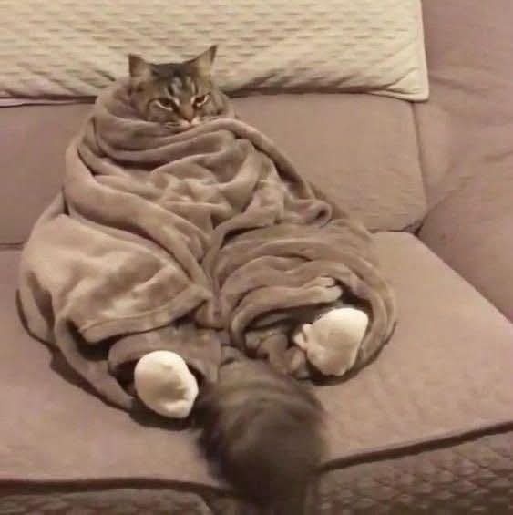 a tabby cat sits on a beige couch, wrapped snugly in a brown blanket that covers its body, leaving only its white paws and…