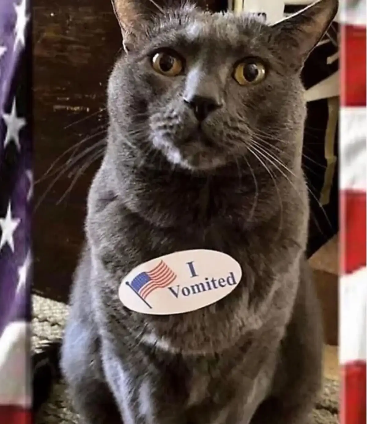 A gray cat with wide, startled eyes sits framed by an American flag, wearing a sticker on its chest that reads 'I Vomited'…