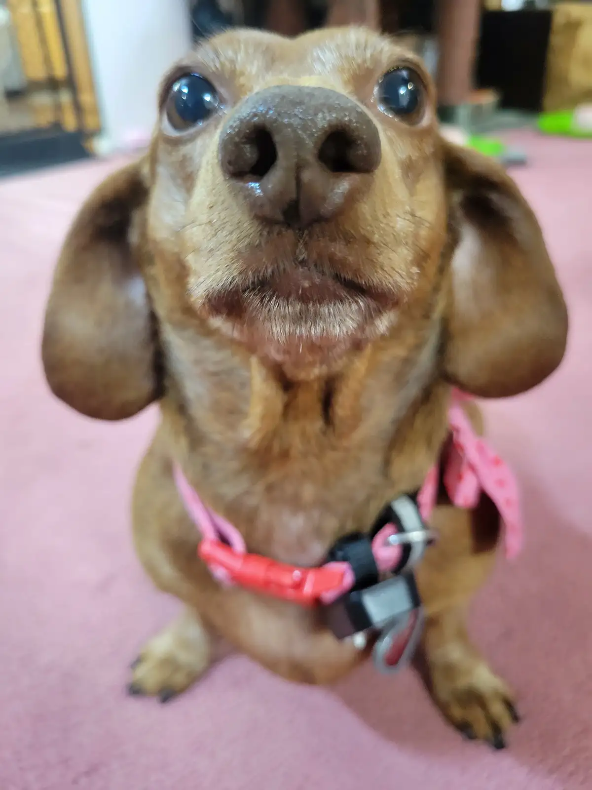 A close-up photo of a brown dachshund looking up with large, glossy eyes and a slightly open mouth, wearing a pink harness…