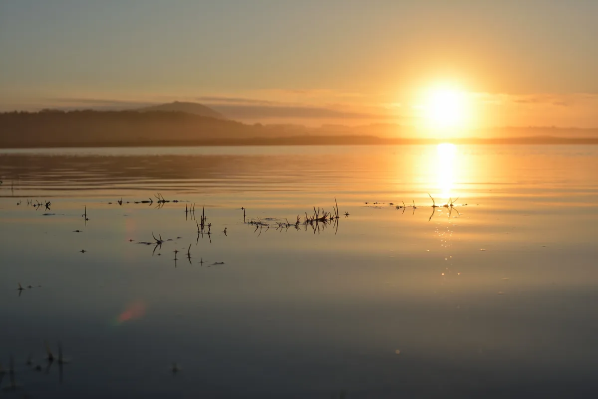 A serene sunrise over a calm body of water with mist and distant hills, featuring silhouetted reeds in the foreground. The…
