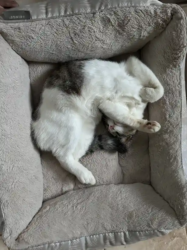 A white and gray cat is lying on its back in a plush, gray pet bed, appearing deeply relaxed with its paws up. The cat's…
