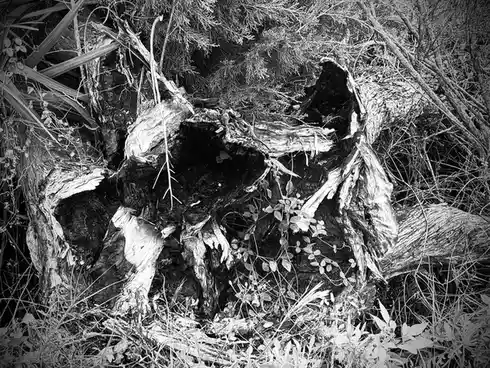 A black-and-white photo shows a broken, decaying tree stump surrounded by tangled branches and foliage, with the overlaid…