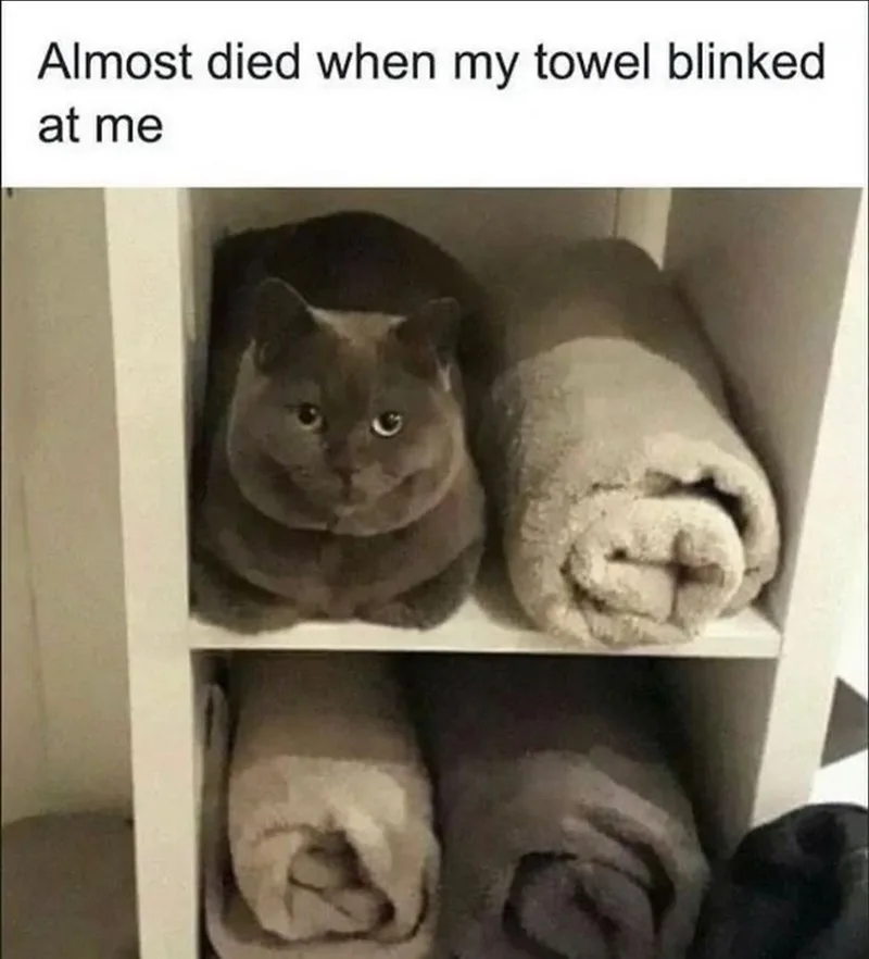 Random meme collection volume 14: The essential cat edition