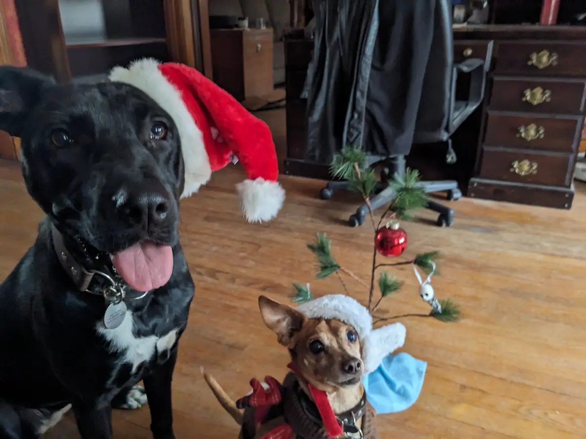Two dogs are dressed in holiday attire indoors on a wooden floor; a large black dog wears a red and white Santa hat and has…