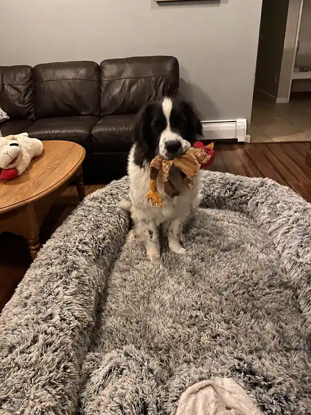A black and white dog with a white blaze sits upright on a large, fluffy grey dog bed in a living room, holding a stuffed…