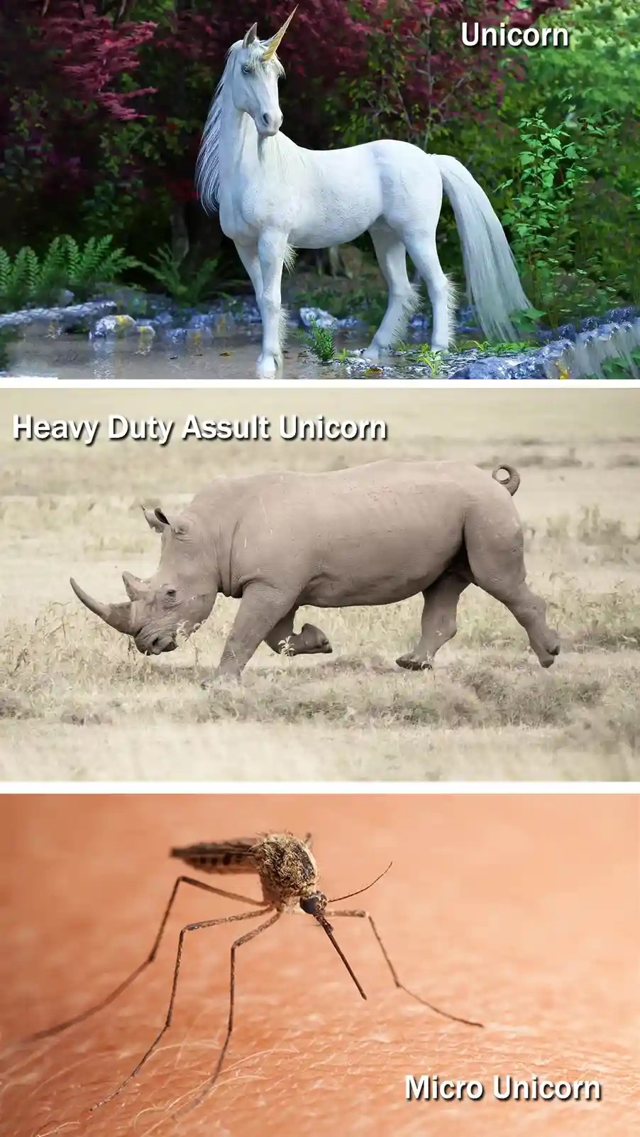 The Fascinating Evolution of Unicorns Through the Ages